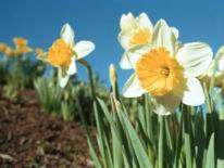Anne's Daffodils.jif